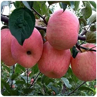 Apple raw material map Apple raw material map